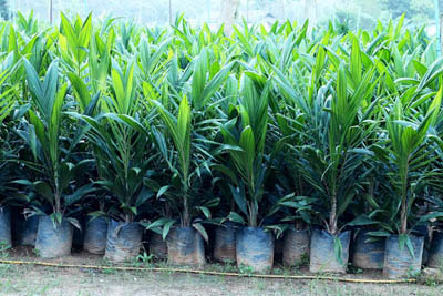 Tahun Ini, Pemkab Kuansing Kembali Salurkan Bantuan Bibit Sawit Gratis